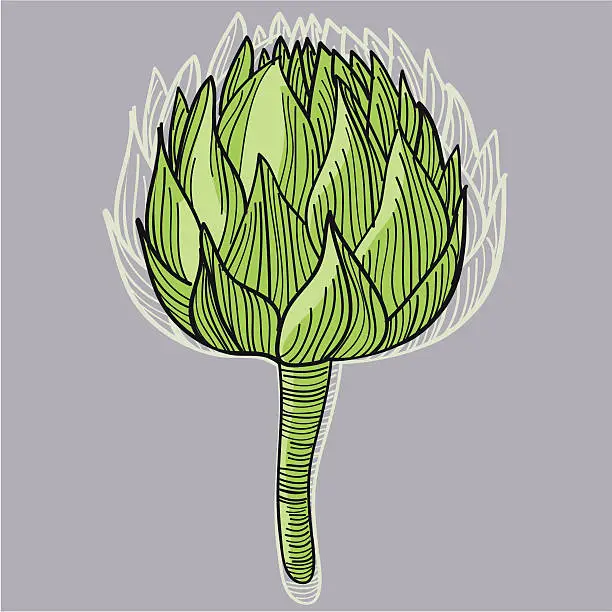 Vector illustration of Artichoke