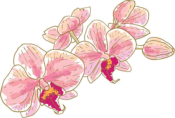branch of orchideen - orchid red flower head white background stock-grafiken, -clipart, -cartoons und -symbole