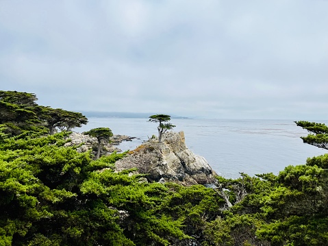 Monterey, California - The Lone Cypress
