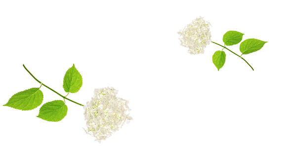 White hydrangea flowers on a white background, copy space. Wedding mockup. Banner.