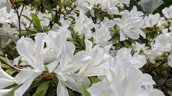 Many white flowers of Japanese azalea bloom in southern Europe photo