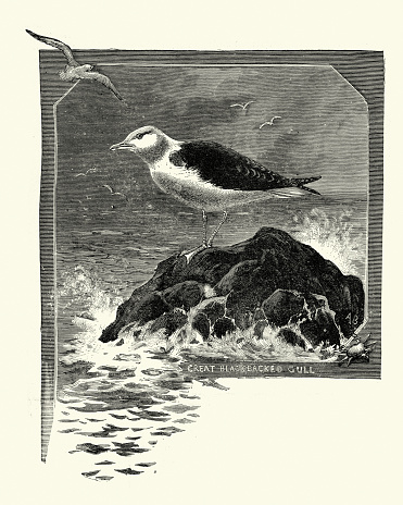 Vintage illustration Great black-backed gull, Larus marinus, the largest member of the gull family a very aggressive hunter, pirate, and scavenger