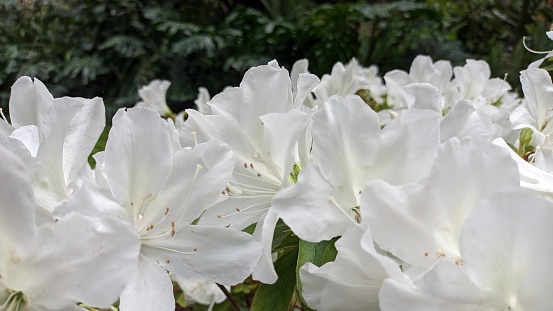 Many white flowers of Japanese azalea bloom in southern Europe photo