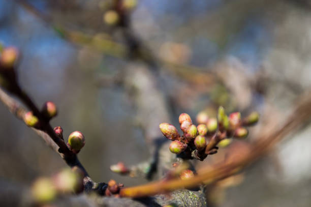 First green buds of leaves on branch of tree. Green leaves closeup with bokeh. Photo of new life. Photo for Earth Day in 22 April.