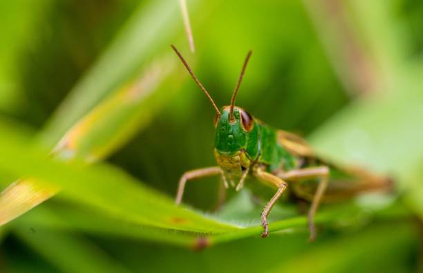 istock Closeup of a Grasshopper perched on a lush green leaf with a blurry background 1644686618