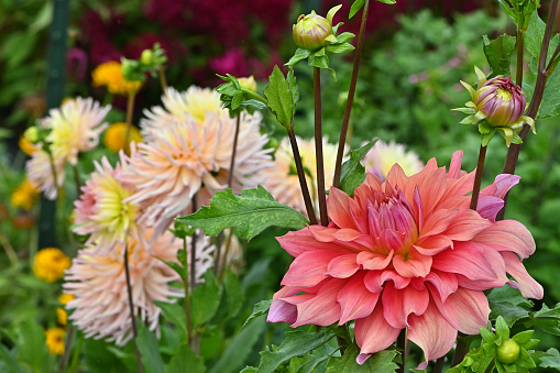 Dahlia flowerscape in late summer