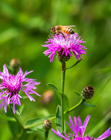 Honey Bee on purple flower taken in Hunterdon County, NJ, USA