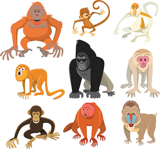 Monkey or Primate Collection "A page of primates, each animal is separated onto its own layer for easy editing." ape illustrations stock illustrations