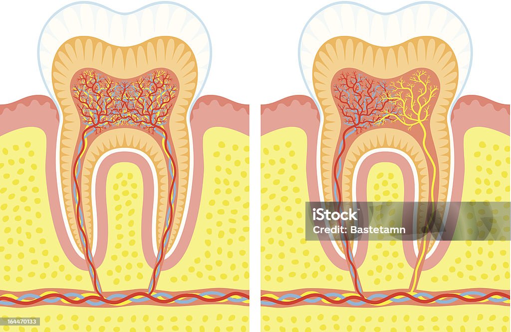 structure interne de dents - clipart vectoriel de Anatomie libre de droits