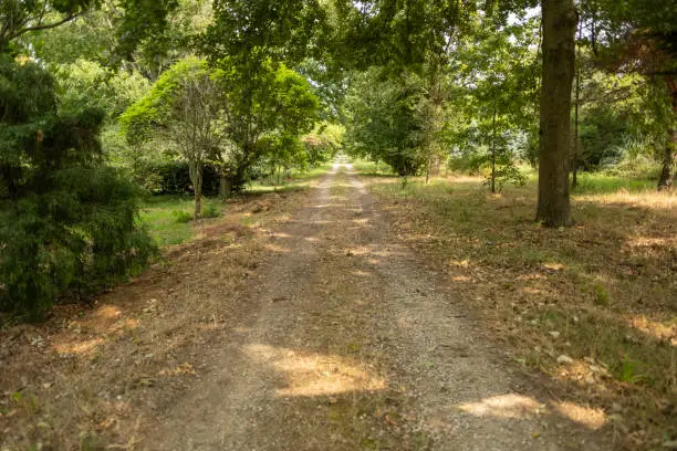 Photo of A footpath through a forest with sunshine