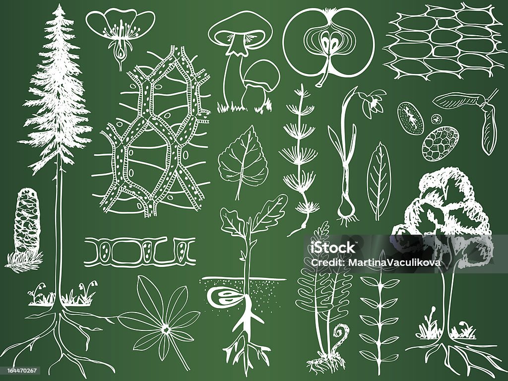 Pianta schizzi di biologia sul bordo della scuola, illustrazioni botanica - arte vettoriale royalty-free di Clorofilla