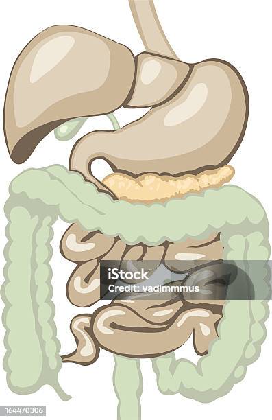 Sistema Digestivo - Arte vetorial de stock e mais imagens de Abdómen - Abdómen, Anatomia, Apêndice