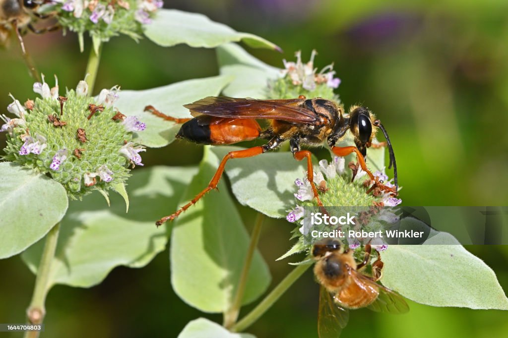 Wasp and bee sharing flower Great golden sand digger wasp (Sphex ichneumoneus) and honeybee sharing a mountain mint flower, late summer Abundance Stock Photo