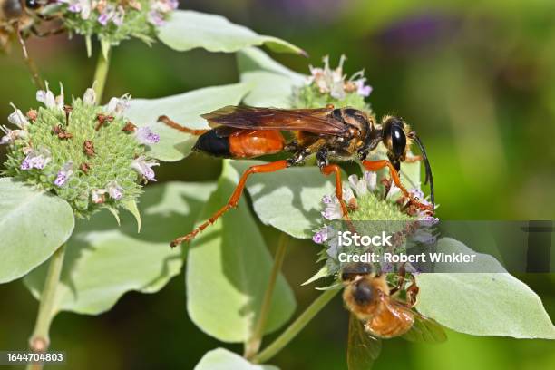 Wasp And Bee Sharing Flower Stock Photo - Download Image Now - Abundance, Animal, Animal Antenna