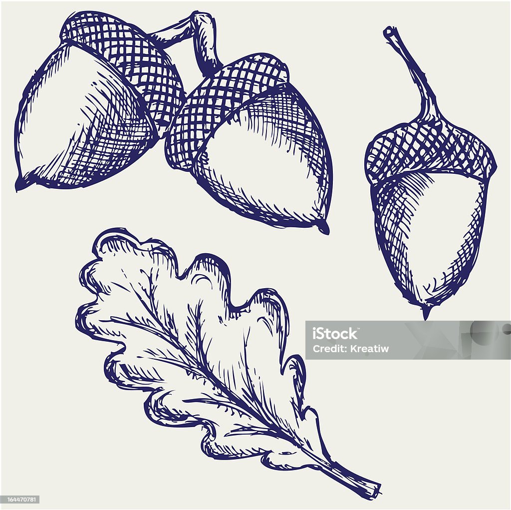 Acorn Acorn. Doodle style Engraved Image stock vector