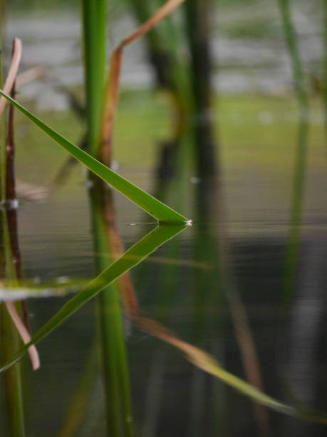 istock Close up of reed in water 1644709100