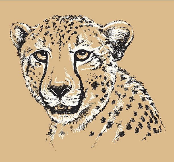 Sketch of a Cheetah's face Black and white vector line drawing of a Cheetah's face black and white cheetah print stock illustrations