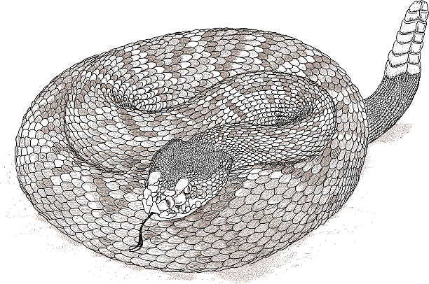 illustrazioni stock, clip art, cartoni animati e icone di tendenza di rattlesnake ictus - snake biting animal mouth fang