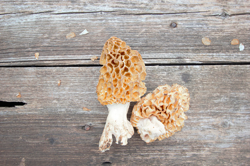 Freshly picked morel mushrooms cleaned and placed on a white background