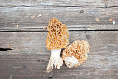 large morel mushrooms