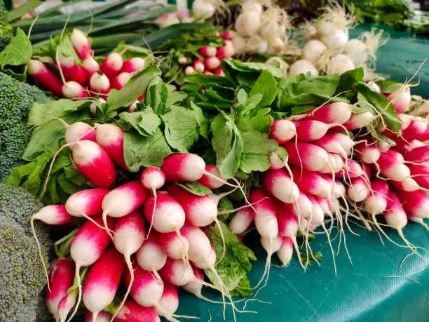 French breakfast radishes for sale at Marché Saxe-Breteuil, Paris, France, Europe