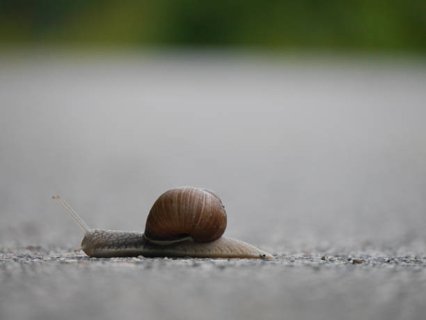 istock Close-up of snail on a road 1644730634