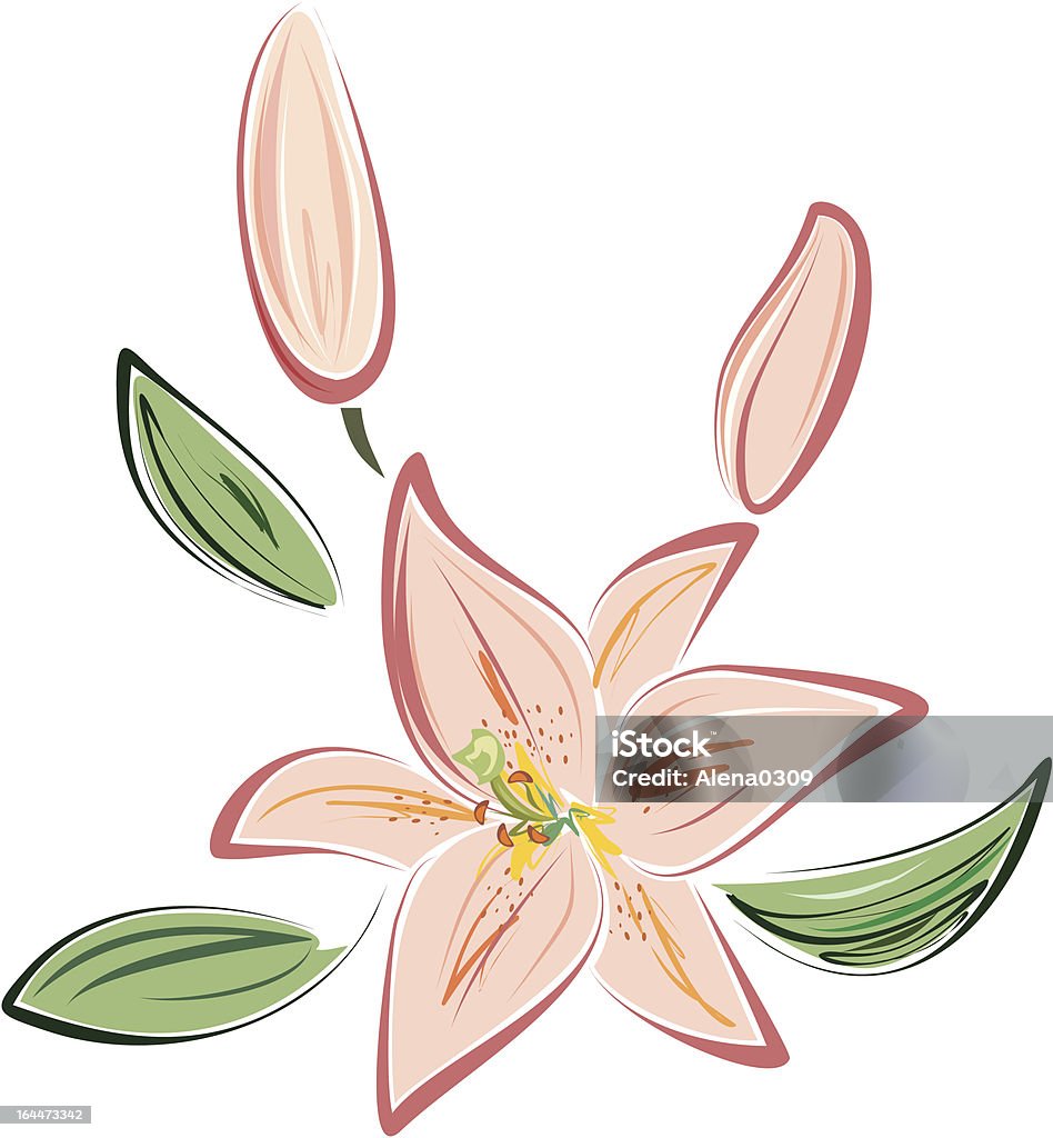 Giglio rosa - arte vettoriale royalty-free di Amore