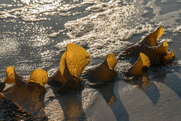 Line of golden algae at the beach of Norwegian sea in winter against sunset.