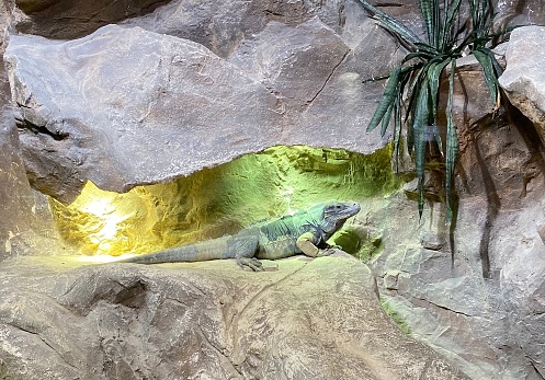 An iguana lies in the zoo in Vienna.