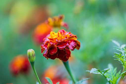 Spring garden after rain. Beautiful blooming colorful flowers. There are drops of water on the leaves.