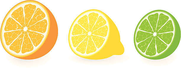 citrus vector collection vector art illustration