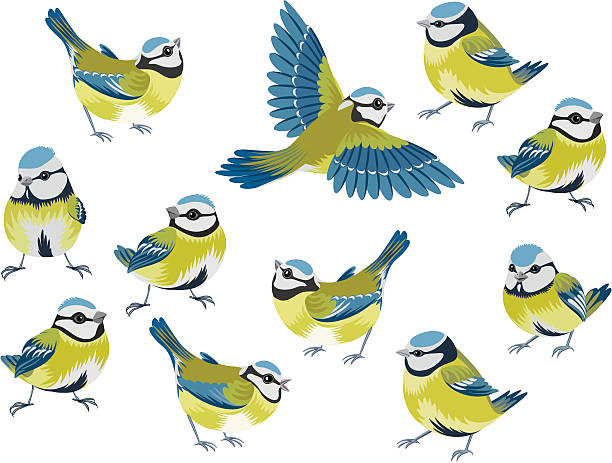 Blue tits Flock of blue tits isolated over white background titmouse stock illustrations