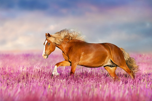 Beautiful red horse with long mane run at summer day in salvia flowers