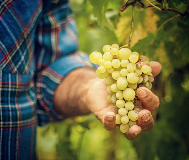 istock Grapes Harvesting and Picking Up 164475451
