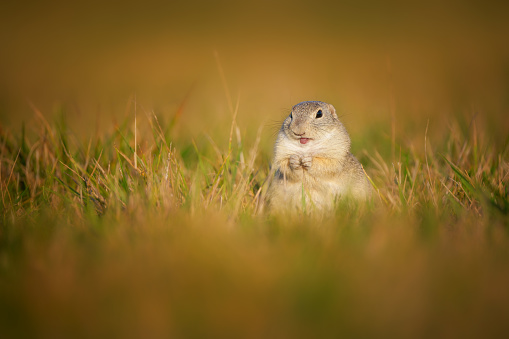 The European ground squirrel, Spermophilus citellus -also known as the European souslik