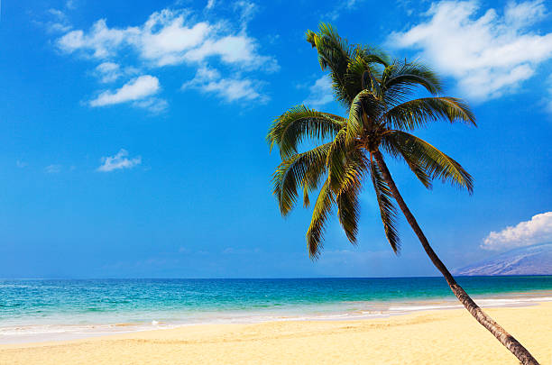 palm na praia - beach maui summer usa imagens e fotografias de stock