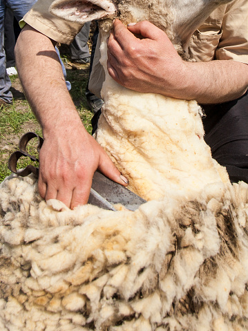 Sheep shearing by hands of a crafty worker. Unrecognizable Caucasian man.