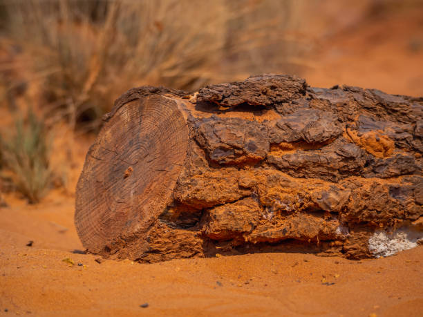 A cut tree trunk on red sand. Abstract Rustler canyon moher cliffs landscape. Provencal Colorado near Roussillon, Southern France. Red sand background