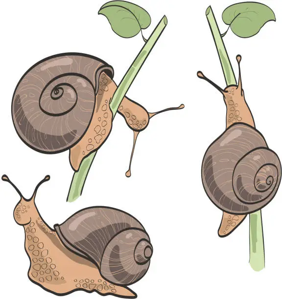 Vector illustration of Set of three snails, isolated on white