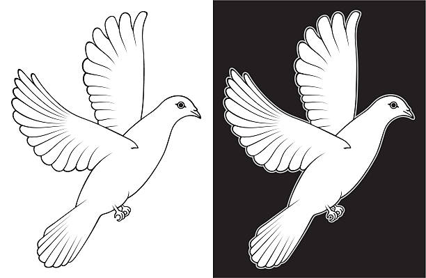 White Dove - ilustración de arte vectorial