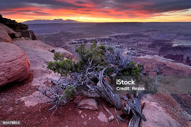 Paisagem Com O Nascer Do Sol De Canyonlands Junípero Seco - Fotografias de stock e mais imagens de Céu