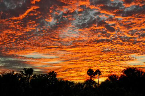 Dramatic sunset sky with shades of palm trees