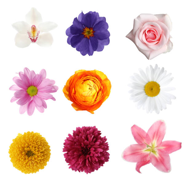 istock Set of different beautiful flowers on white background 1644793005