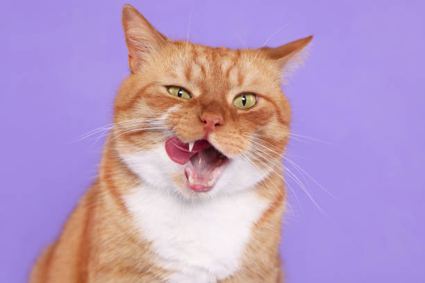 istock Cute cat licking itself on lilac background 1644793538