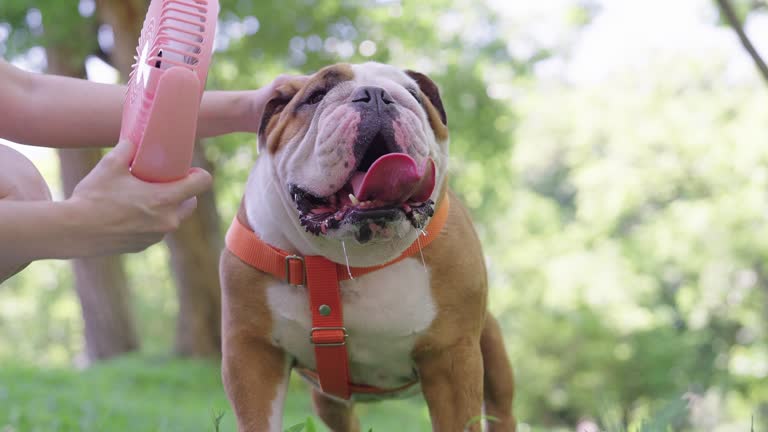 Unrecognizable man cooling down his pet English bulldog using mini fan and giving the dog a bowl of water