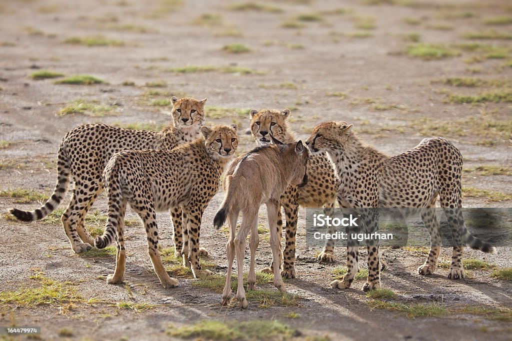 Cheetah y el Antelope - Foto de stock de Actividad libre de derechos
