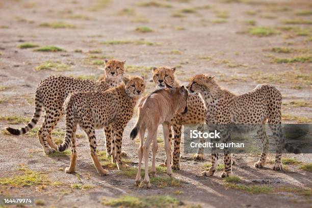 Chita E Antílope - Fotografias de stock e mais imagens de Amizade - Amizade, Animais caçando, Animal