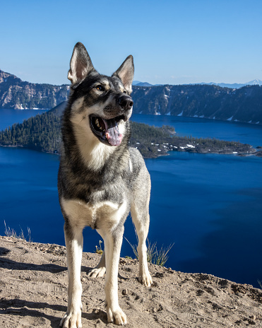 This Husky, German Shephard dog is visiting the beautiful Crater Lake, in Oregon. Mountains go around the crater rim, separating the lake from the horizon.