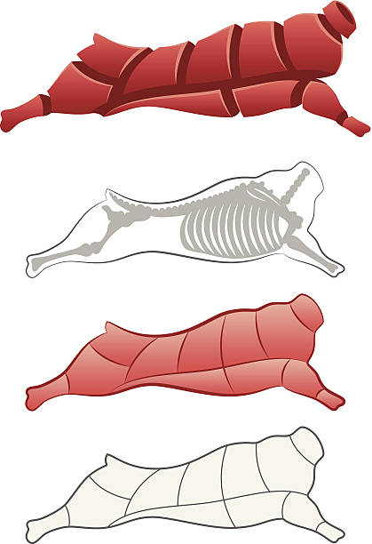 illustrazioni stock, clip art, cartoni animati e icone di tendenza di carcassa - dead animal