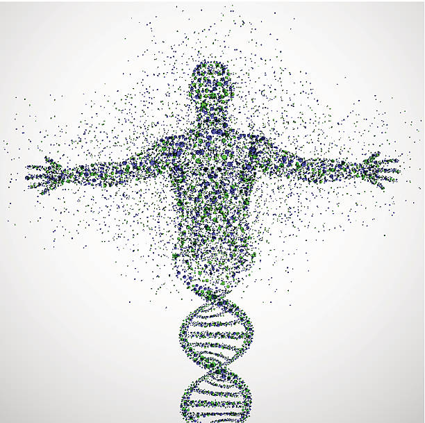 Prototype of man Abstract model of man of DNA molecule. Eps 10 genetics stock illustrations